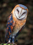 Barn Owl - Paint with Diamonds