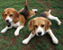 Beagle Bloodhound Puppies Diamond Painting