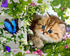Beautiful Cat & Butterfly