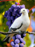 Beautiful Dove & Bunch of Grapes
