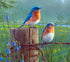 Birds on Fence Diamond Painting Kit