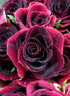 Black Beauty Rose - Diamond Painting Kit