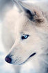 Blue Eyed White Wolf