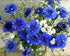 Blue Flowers 5D Diamond Painting
