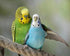 Blue & Green Australian Parrots