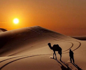 Camel DIY Diamond Painting