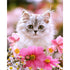 Cat Sitting in Flowers