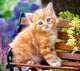 Cat Sitting on Bench