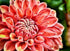 Close up Dahlia Flower Diamond Painting