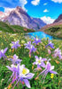 Columbine Flower in Mountains