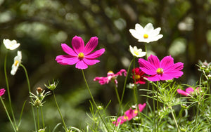 Cosmos Flowers Paint by Diamonds