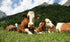 Cows in the Pasture Diamond Painting