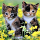 Cute Calico Kittens Paint by Diamonds