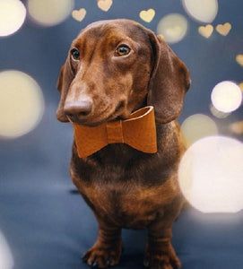 Dachshund with a Bow Tie Diamond Painting