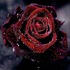 Dark Red Rose with Water Drops Diamond Painting
