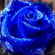 Diamond Blue Rose Painting Kit