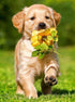 Dog Running with Flower in Mouth