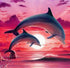 Dolphins Pair Painting Kit