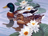 Ducks Pair & White Lotus