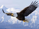 Eagle Flying on Snowy Mountains Diamond Painting