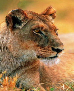 Lion Paint by Diamonds