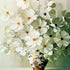 Elegant White Flowers in Vase