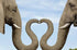 Elephants Making Heart with Trunks