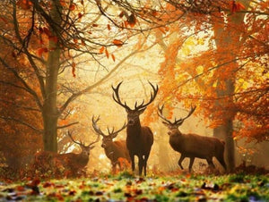 Elks in Autumn Forest Diamond Painting Kit