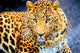 Enchanting Leopard Paint by Diamonds