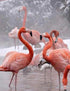 Flamingos in the Winter