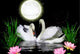 Full Moon & Swans Pair Paint by Diamonds