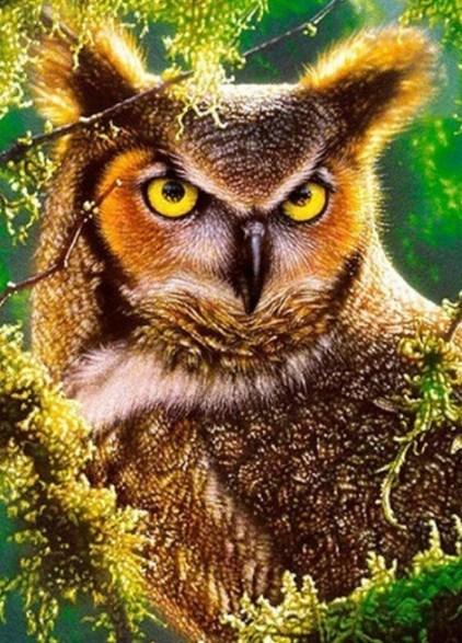 Gazing Owl - Paint by Diamonds