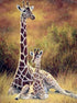 Giraffe & Baby Sitting in the Forest