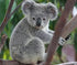 Grey Koala Diamond Painting