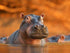 Hippo in Water DIY Painting