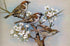 House Sparrows Diamond Painting