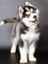 Husky Diamond Painting Kit