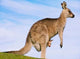 Kangaroo with her Baby Paint by Diamonds