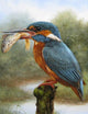 Kingfisher Eating Fish Diamond Painting