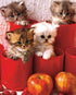 Kittens & Apples Painting Kit