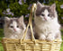 Kittens in Basket 5D Diamond Painting