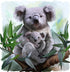 Koala Bear with Baby