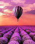 Lavender Fields & Air Balloon