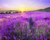 Lavender Fields & Sunset