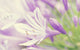 Lavender Flower Close up Diamond Painting Kit