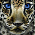 Leopard Cub with Blue Eyes