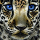 Leopard Cub with Blue Eyes Diamond Painting