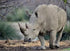 Mighty Rhino Diamond Painting Kit