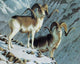 Goats Pair Diamond Painting