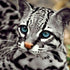 Ocelot Cat- Diamond Painting Kit